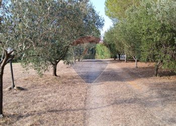 Giardino - Terreno agricolo Piombino - foto 8