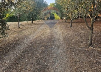 Giardino - Terreno agricolo Piombino - foto 9