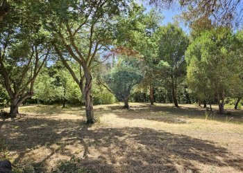 Giardino - Terreno agricolo Piombino - foto 11