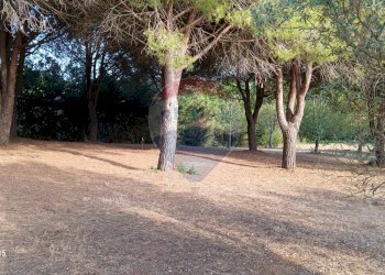 Giardino - Terreno agricolo Piombino - foto 12