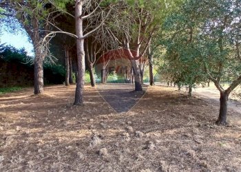 Giardino - Terreno agricolo Piombino - foto 13