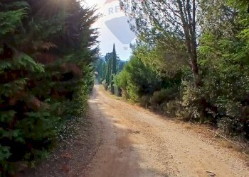 Giardino - Terreno agricolo Piombino - foto 23