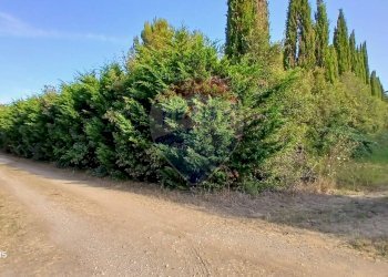 Giardino - Terreno agricolo Piombino - foto 24