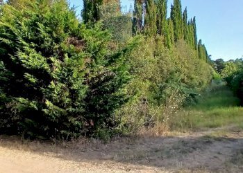 Giardino - Terreno agricolo Piombino - foto 25