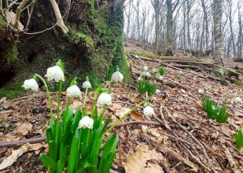 Giardino - Rustic Via Monte Tavianella
 
5, Castiglione dei Pepoli - photo 17