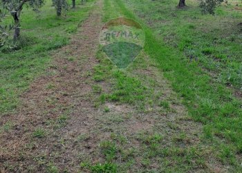 Giardino - Terreno agricolo contrada Foro morto
 
sn, Francavilla al Mare - foto 9