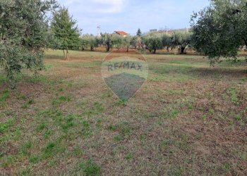 Giardino - Terreno agricolo contrada Foro morto
 
sn, Francavilla al Mare - foto 10