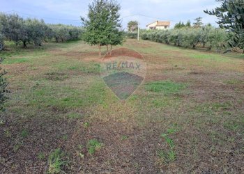 Giardino - Terreno agricolo contrada Foro morto
 
sn, Francavilla al Mare - foto 11