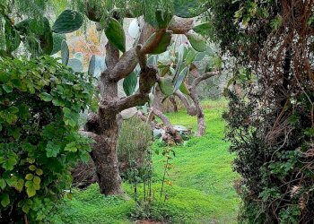 Giardino - Villa via trieste
 
s/n, Castellana Sicula - foto 14