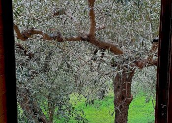 Giardino - Villa via trieste
 
s/n, Castellana Sicula - foto 33