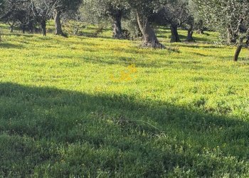 Foto 9 - Baita Strada Comunale Monte Della Vecchia, Polignano a Mare - photo 9
