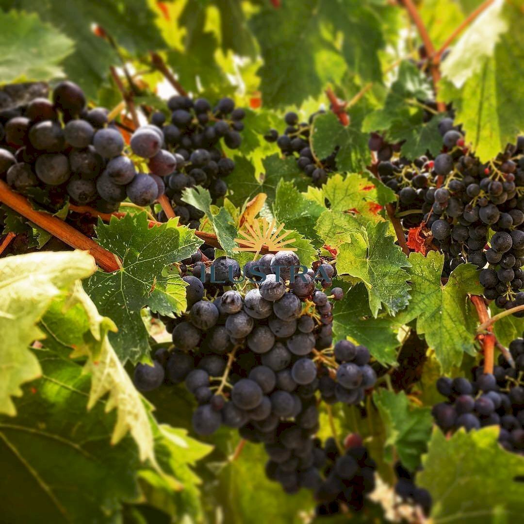 Foto 1 - Azienda agricola 104, Offida - foto 1