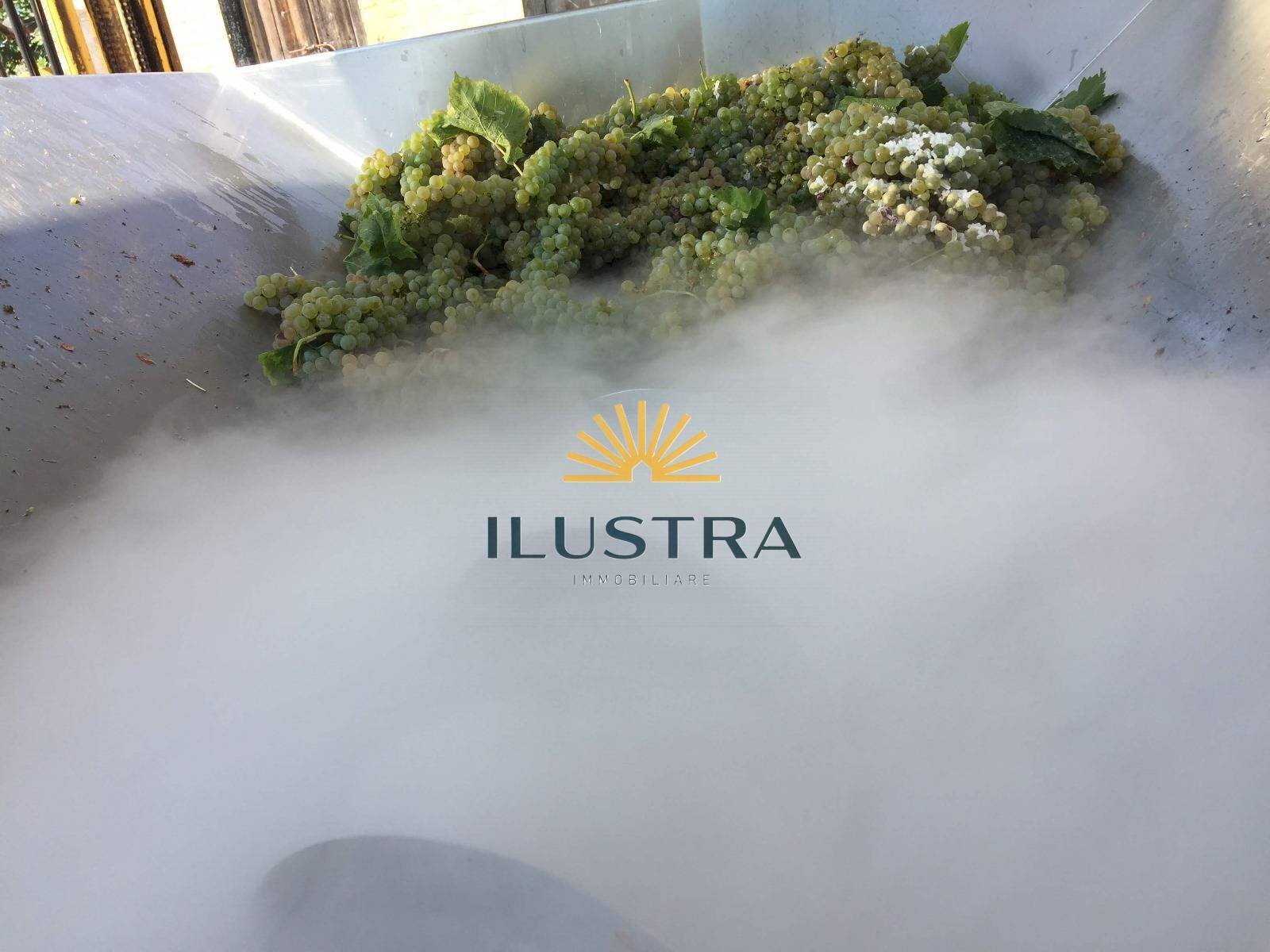 Foto 2 - Azienda agricola 104, Offida - foto 2