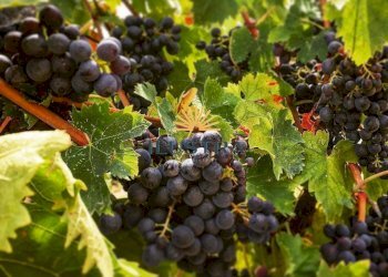 Foto 1 - Azienda agricola 104, Offida - foto 1