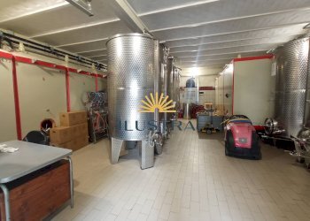 Foto 6 - Azienda agricola 104, Offida - foto 6