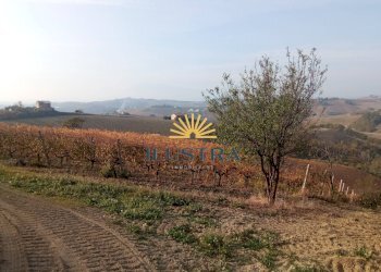 Foto 10 - Azienda agricola 104, Offida - foto 10