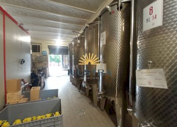 Foto 8 - Azienda agricola 104, Offida - foto 8