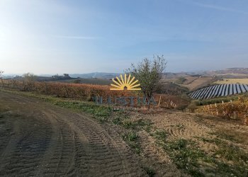 Foto 9 - Azienda agricola 104, Offida - foto 9