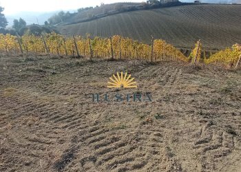 Foto 11 - Azienda agricola 104, Offida - foto 11