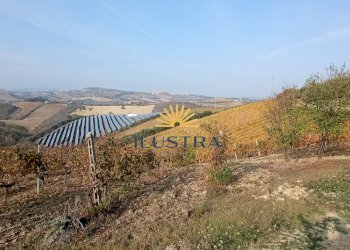 Foto 13 - Azienda agricola 104, Offida - foto 13