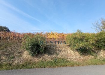 Foto 14 - Azienda agricola 104, Offida - foto 14