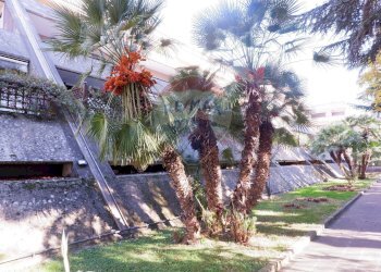 Giardino condominiale - Quadrilocale Caserta - foto 32