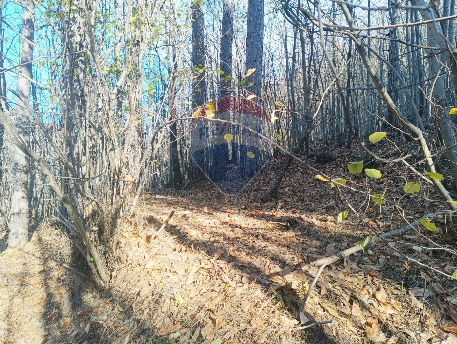 Giardino - Agricultural land Bormida - photo 3