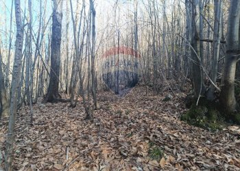 Giardino - Agricultural land Bormida - photo 8