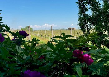 Foto 11 - Villa strada provinciale 40, Nizza Monferrato - foto 11