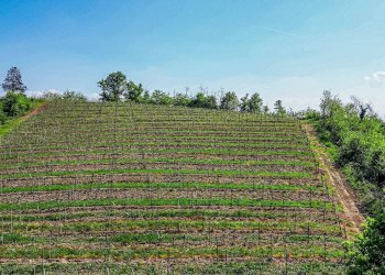 Foto 52 - Villa strada provinciale 40, Nizza Monferrato - foto 46