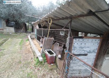 Foto 70 - Rustico Contrada, San Martino in Pensilis - foto 70