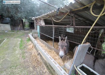 Foto 71 - Rustico Contrada, San Martino in Pensilis - foto 71