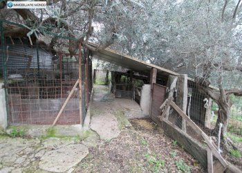 Foto 72 - Rustico Contrada, San Martino in Pensilis - foto 72