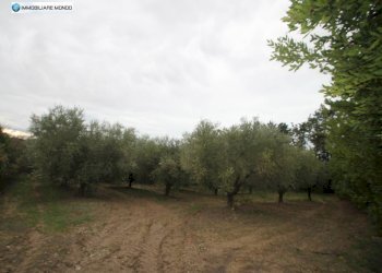 Foto 83 - Rustico Contrada, San Martino in Pensilis - foto 83