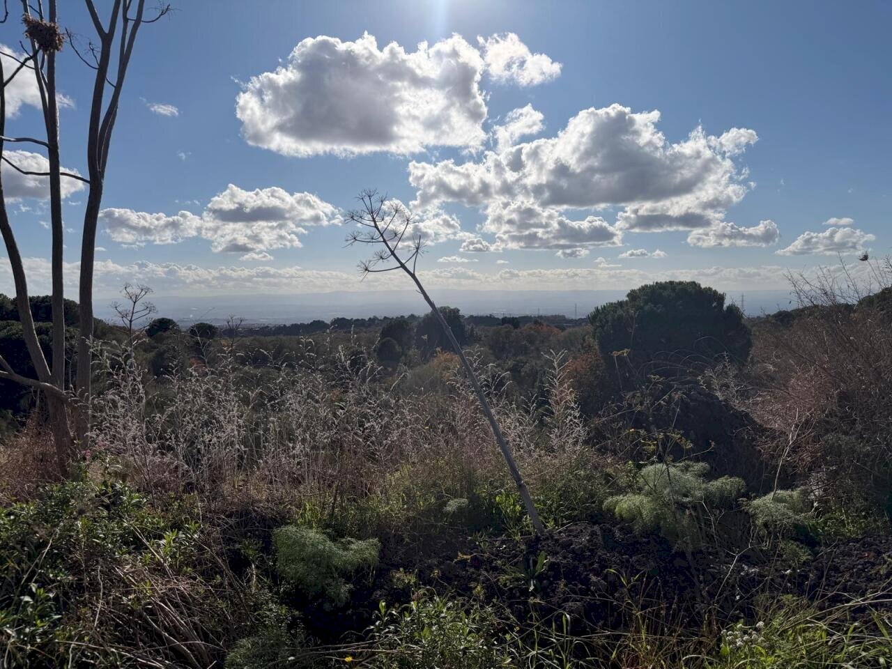 WhatsApp Image 2025-12-03 at 19.08.55 (1).jpeg - Terreno agricolo Nicolosi - foto 2