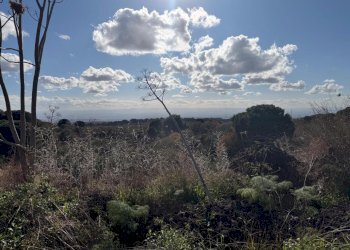 WhatsApp Image 2025-12-03 at 19.08.55 (1).jpeg - Terreno agricolo Nicolosi - foto 2