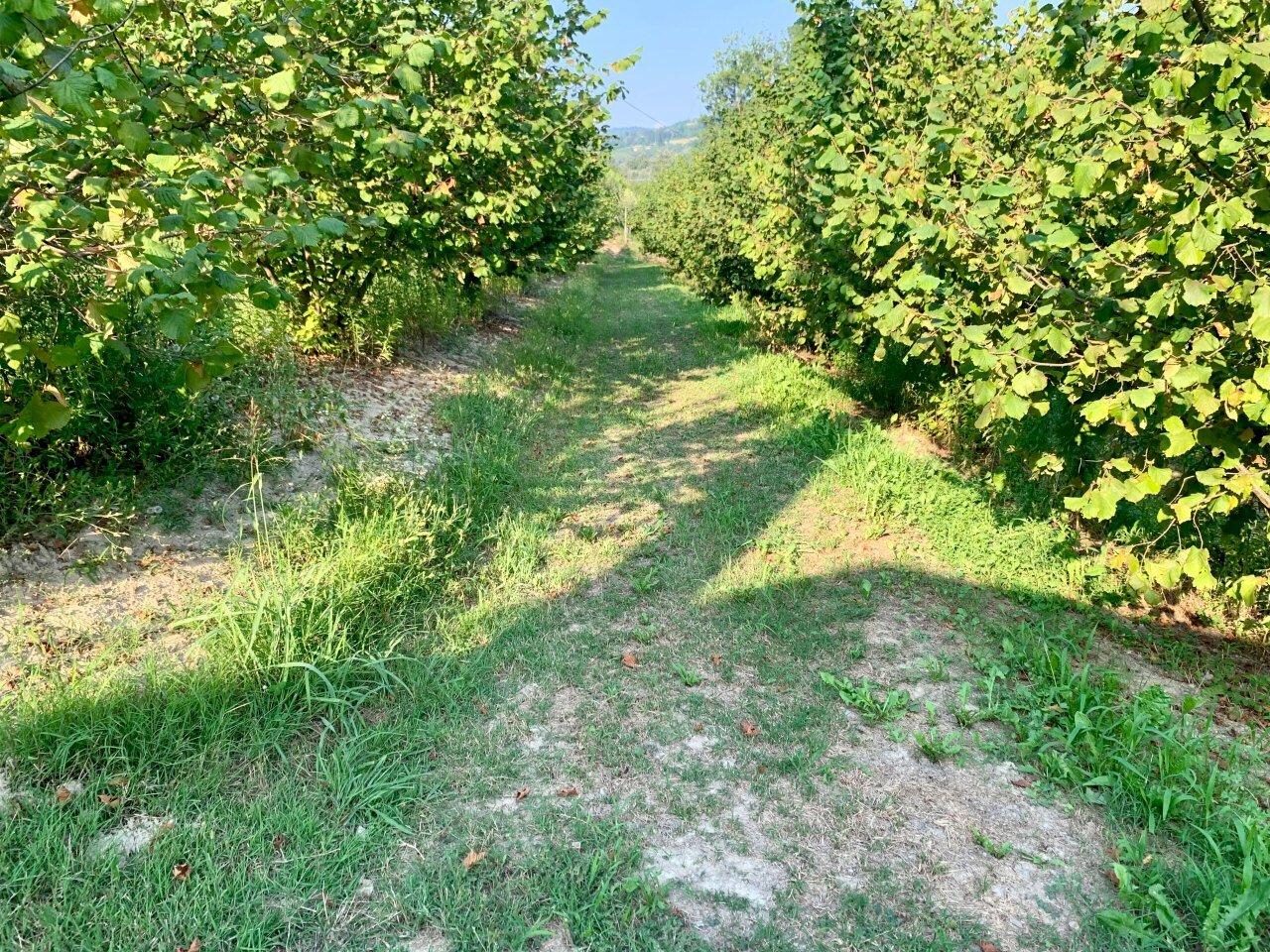 IMG_E8781.JPG - Agricultural land Borgata Pianezzo 102, Dogliani - photo 1