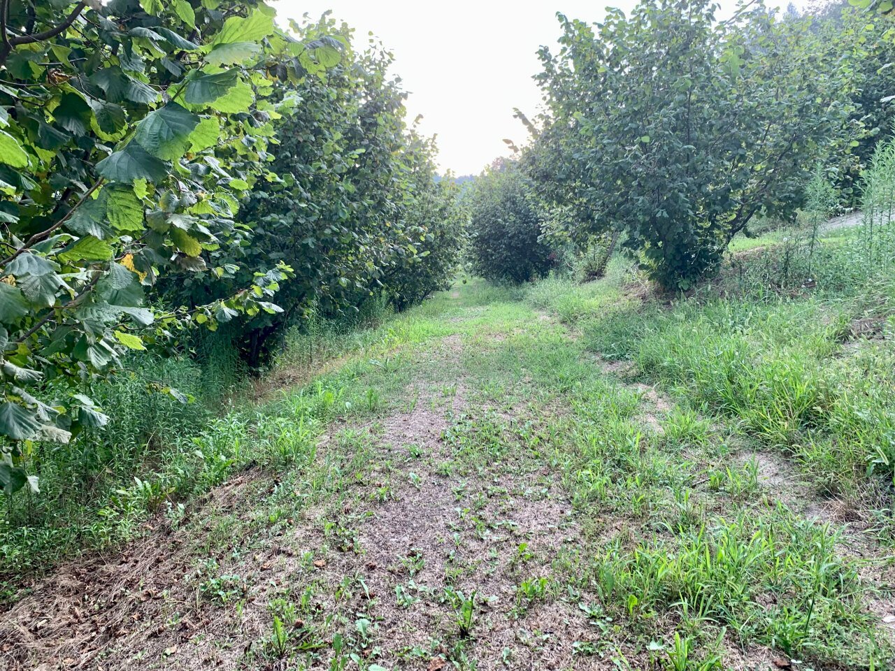 IMG_E8782.JPG - Agricultural land Borgata Pianezzo 102, Dogliani - photo 2