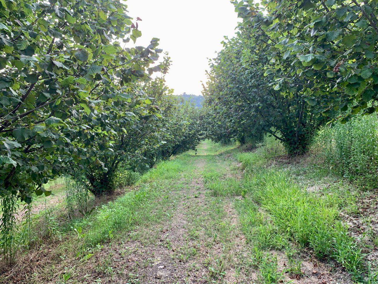 IMG_E8783.JPG - Agricultural land Borgata Pianezzo 102, Dogliani - photo 3