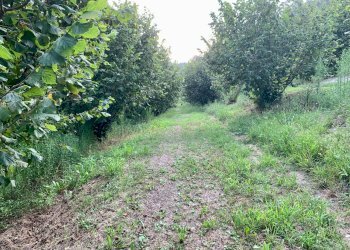 IMG_E8782.JPG - Agricultural land Borgata Pianezzo 102, Dogliani - photo 2