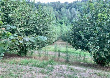 IMG_E8785.JPG - Agricultural land Borgata Pianezzo 102, Dogliani - photo 5