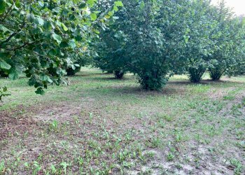 IMG_E8787.JPG - Agricultural land Borgata Pianezzo 102, Dogliani - photo 6