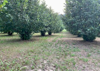 IMG_E8788.JPG - Agricultural land Borgata Pianezzo 102, Dogliani - photo 7