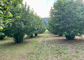 IMG_E8789.JPG - Agricultural land Borgata Pianezzo 102, Dogliani - photo 8