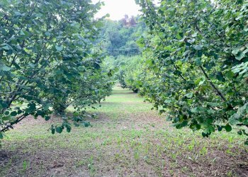 IMG_E8790.JPG - Agricultural land Borgata Pianezzo 102, Dogliani - photo 9