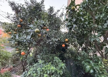 Single Family Villa viale modugno, Genova (neighborhood Pegli) - photo 16