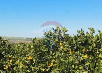 Vista delle montagne - Locale Commerciale SP67, 96016 Lentini SR, Lentini - foto 57