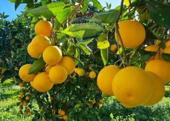 Dettagli - Locale Commerciale SP67, 96016 Lentini SR, Lentini - foto 58