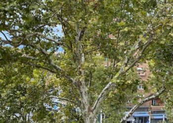 Vista - Trilocale via Nomentana, Roma - foto 39