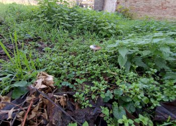 Foto 34 - Rustico via casali
 
30, Formigine - foto 34